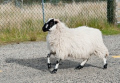 GB2541.sheep.1